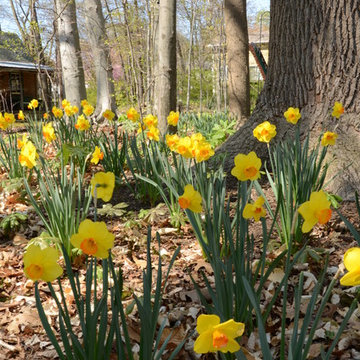 Woodland Garden