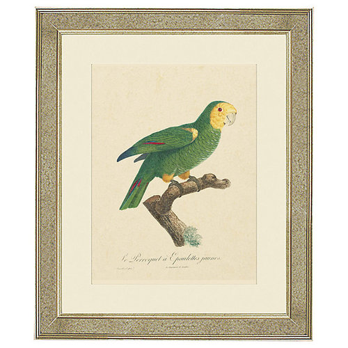 Framed bird prints