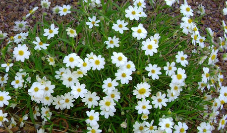 Great Design Plant: Blackfoot Daisy for Prettier Dry Ground