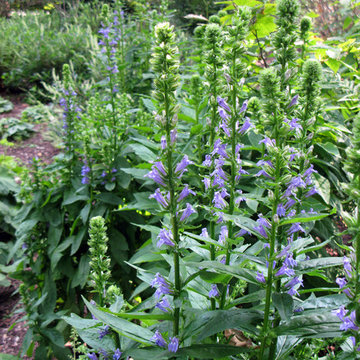 Plant Ideas & Colorful Combinations
