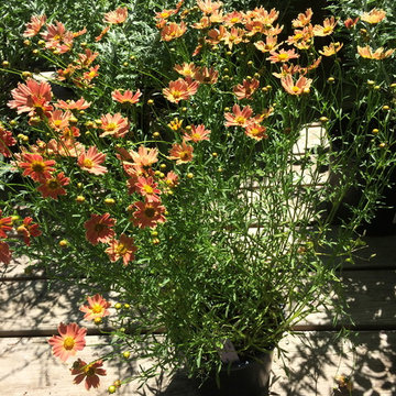 Plantings