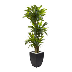 5.5 ft. Corn Stalk Dracaena with Black Wash Planter in Green