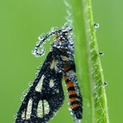 Guan Wei's photo