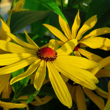 Formal Gardens with Native Plants