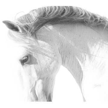 "White Horse" Canvas Art, 36"x24"