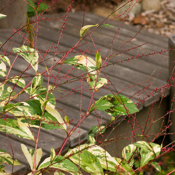 Great Design Plants