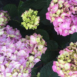 Current Featured Plants - Products