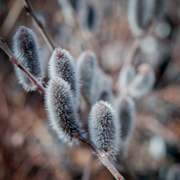 Infuse your garden with late Winter bloomers