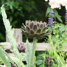 garden houzz