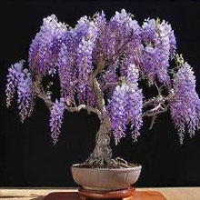 Bonsai