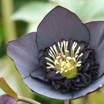 Power Flower of the Month -- Hellebores