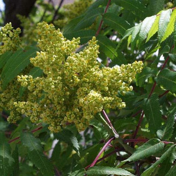 Rhus Glabra