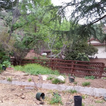 Backyard BEFORE.