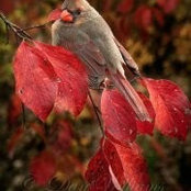 Photo de Julie Jessee Simmons