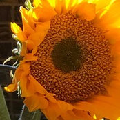 Annie Pierson's photo