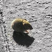 Pat Hilliard's photo