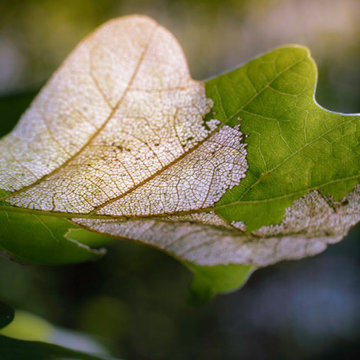 How To Protect Your Trees From Oak Wilt