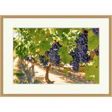 Ripening Grapes 4, Giclee Reproduction Artwork