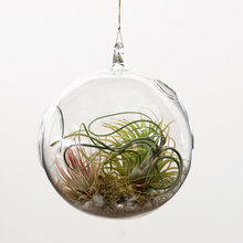 never-die plants