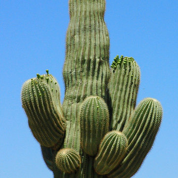 Cactus Flowers