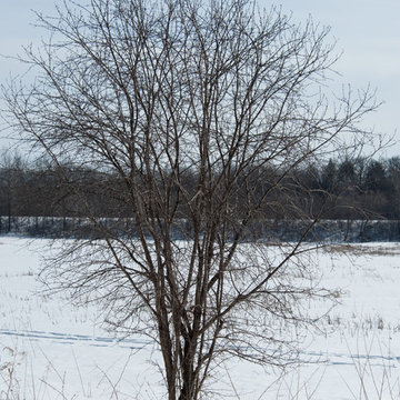 Common Buckthorn