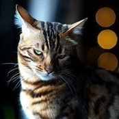 Tracy Chius foto