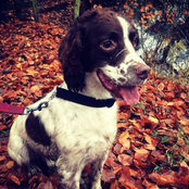 Charlie Spaniel's photo