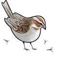 Seed and Sparrow Design's profile photo