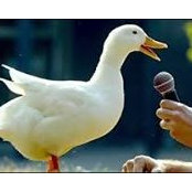 Ducky Rouses foto