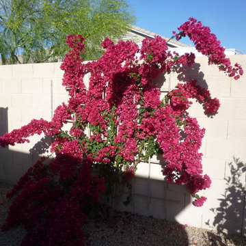 Bougainvillea