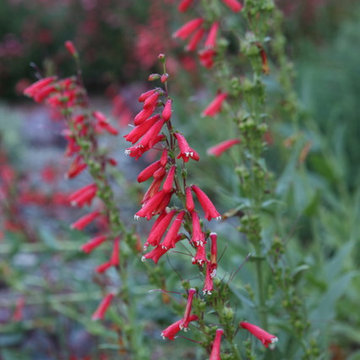 Fiesta Red Penstemon