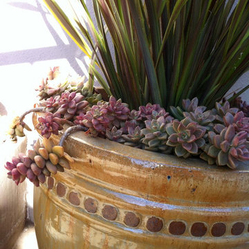 Container planting in green and ruby foliage