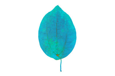 Chroma Leaf: 034 back D