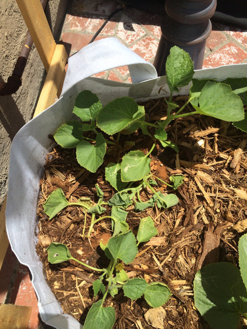 Please help! Cucumber stems being eaten