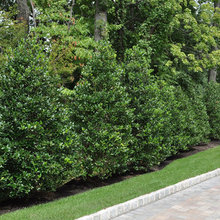 Living Fence ideas