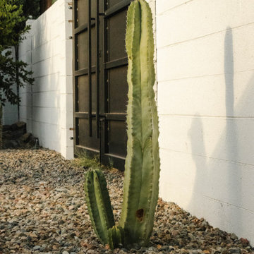 Desert Fern