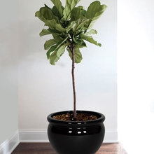 Indoor Plants