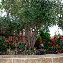 Landscape/Hardscape designs