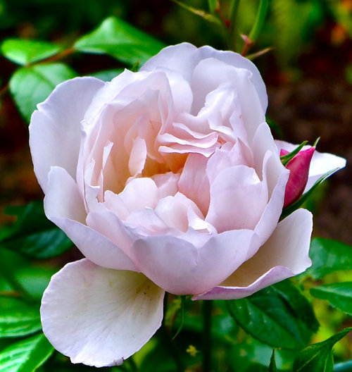 Let's talk about the 'Myrrh' scent of David Austin Roses