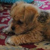 Nanette Keener-Loscalzo's photo