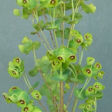 Plants