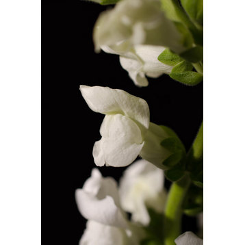 Single Snapdragon Bloom Nature Photo, Floral Unframed Wall Art Print, 12" X 16"