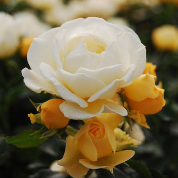 Popcorn Drift® Rose
