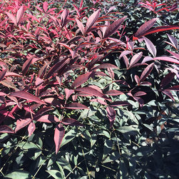 Current Featured Plants - Products