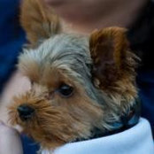 Melissa Voyles-Norris's photo