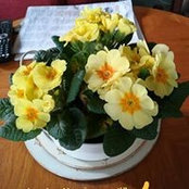 Lin Fang's photo