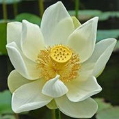 Yan He's photo