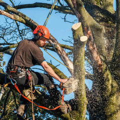 Tree Service Professionals