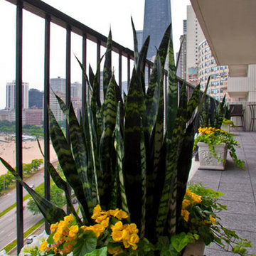 Window Boxes & Planters