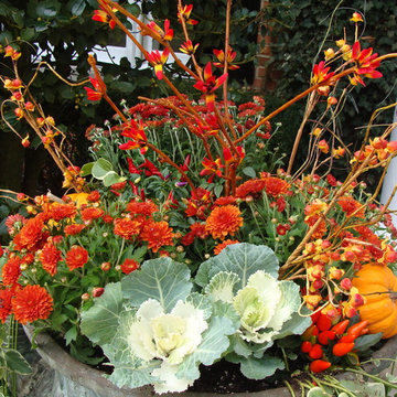 Fiery Colors of Fall